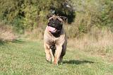 BULLMASTIFF 172